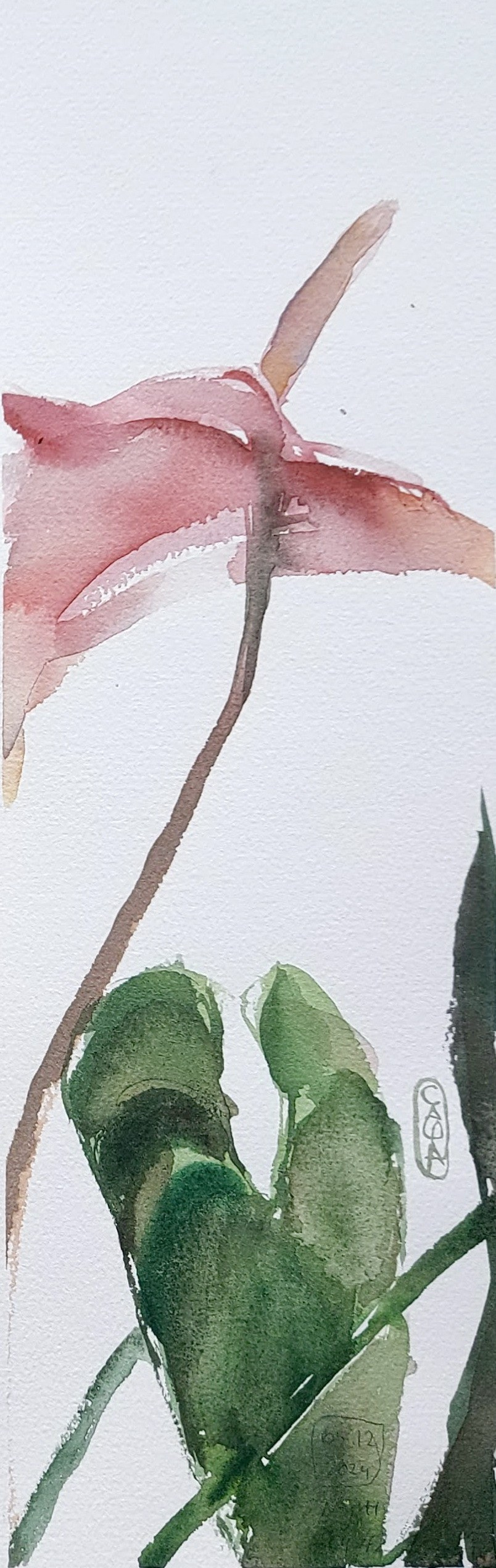 Flowers. Alexander Manaenkov | Watercolor Artist from Siberia