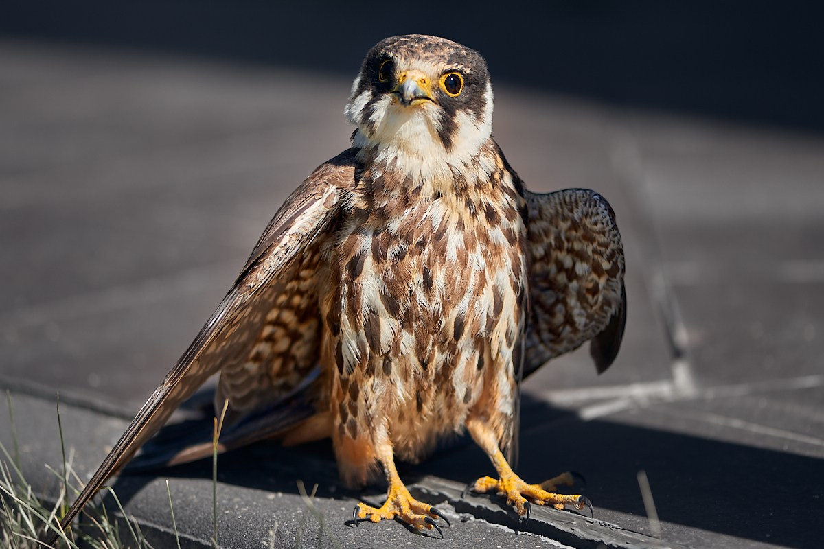 Фотосъемка животных