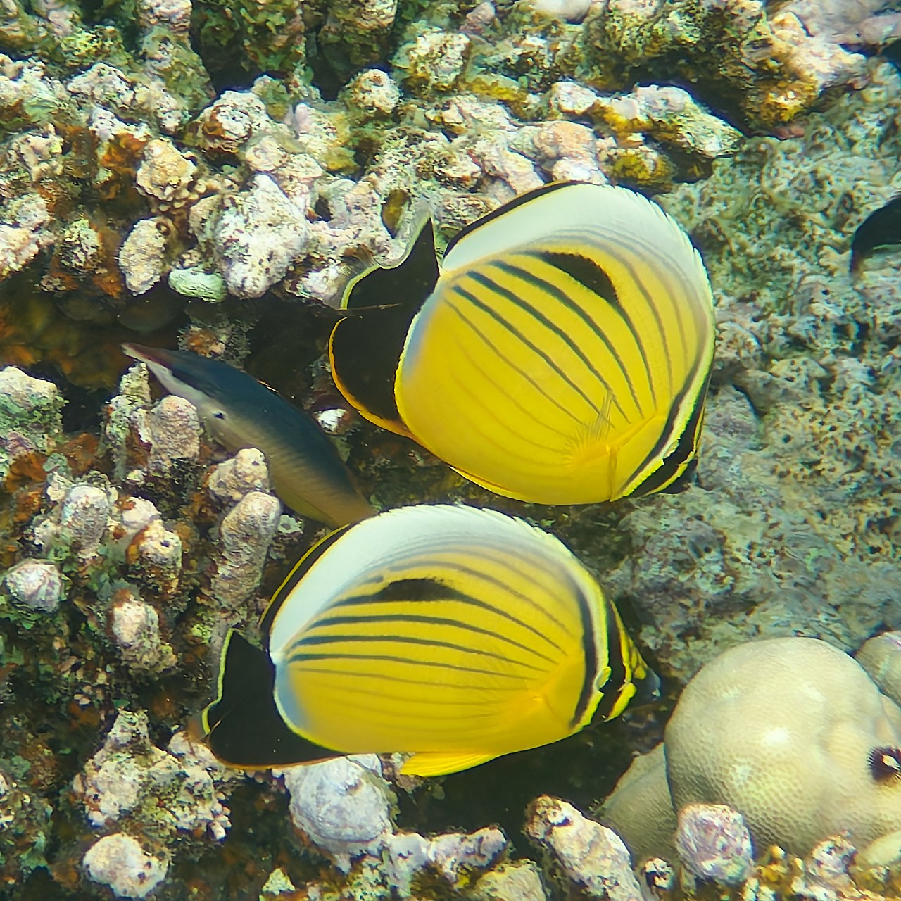 Мне посмотреть. Рыбов показываю