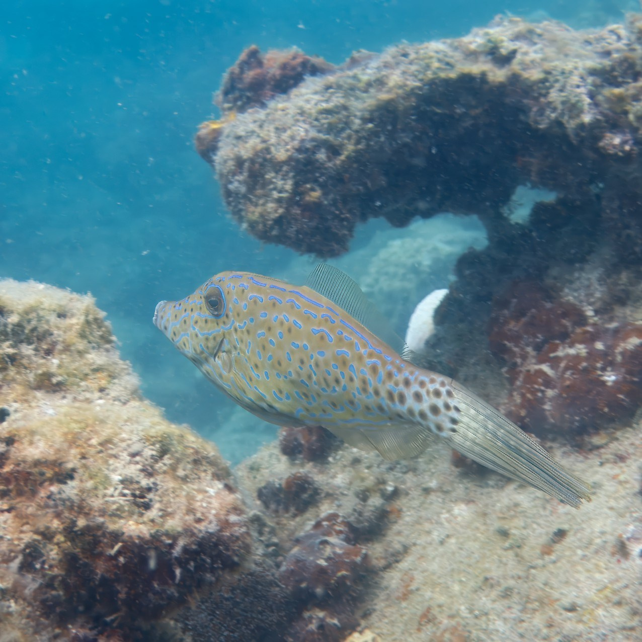 Мне посмотреть. Рыбов показываю
