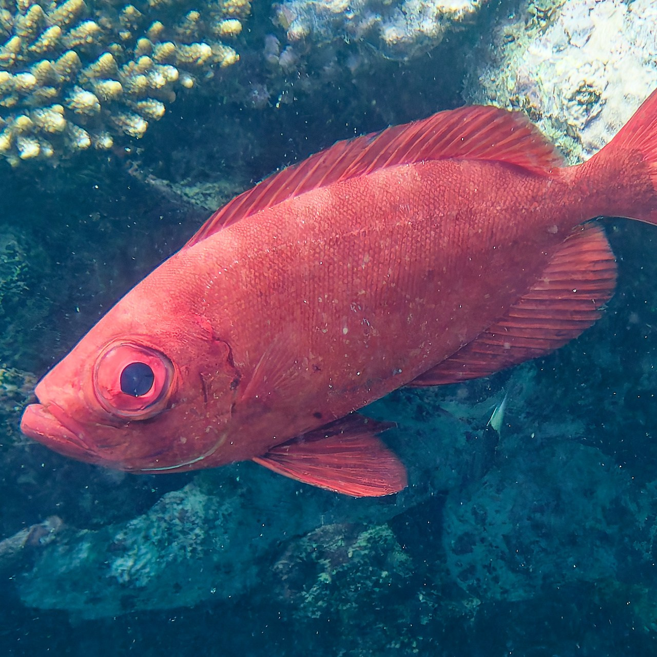 Мне посмотреть. Рыбов показываю