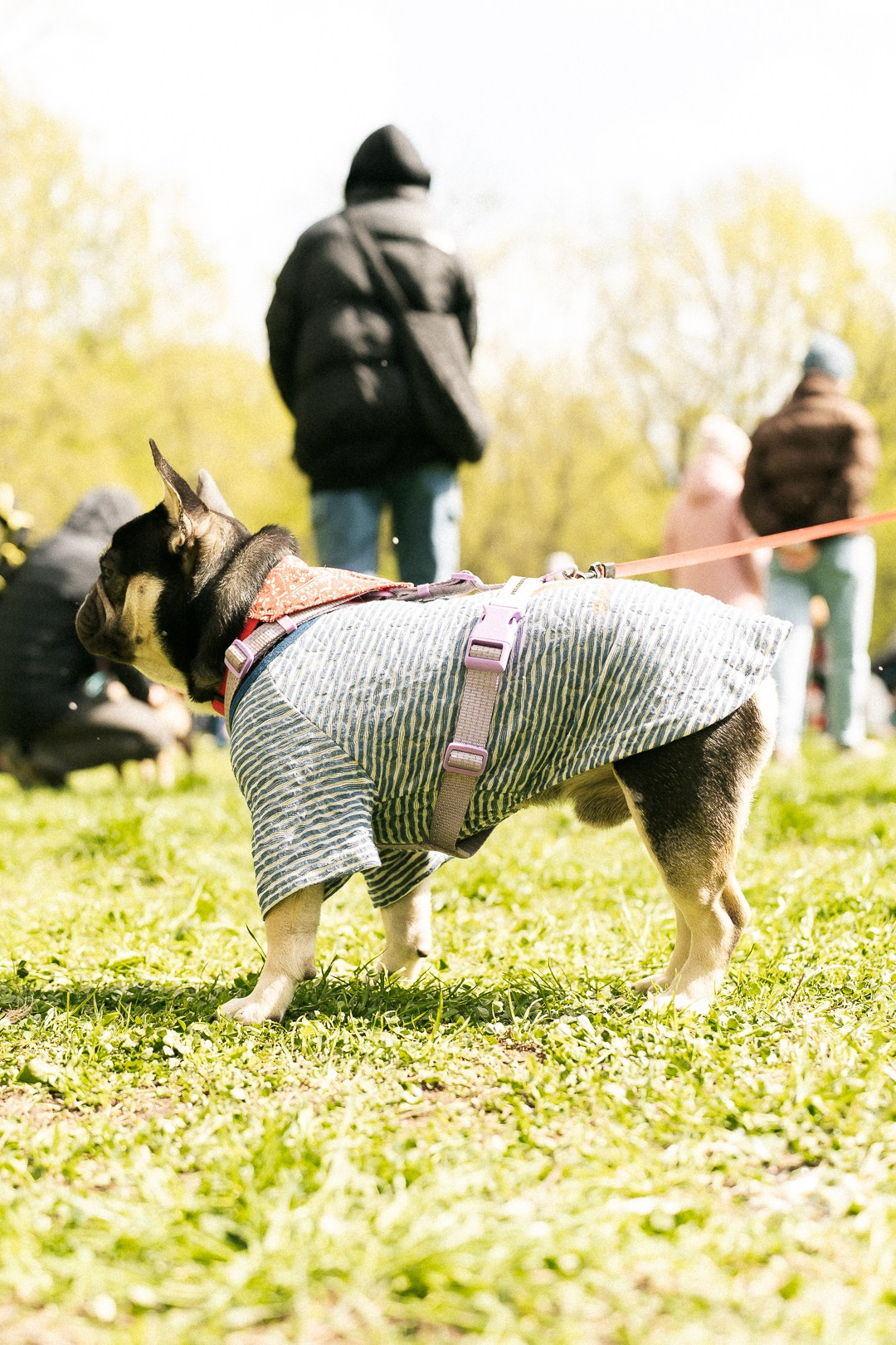 Парад Бульдогов. Axenov_eugene