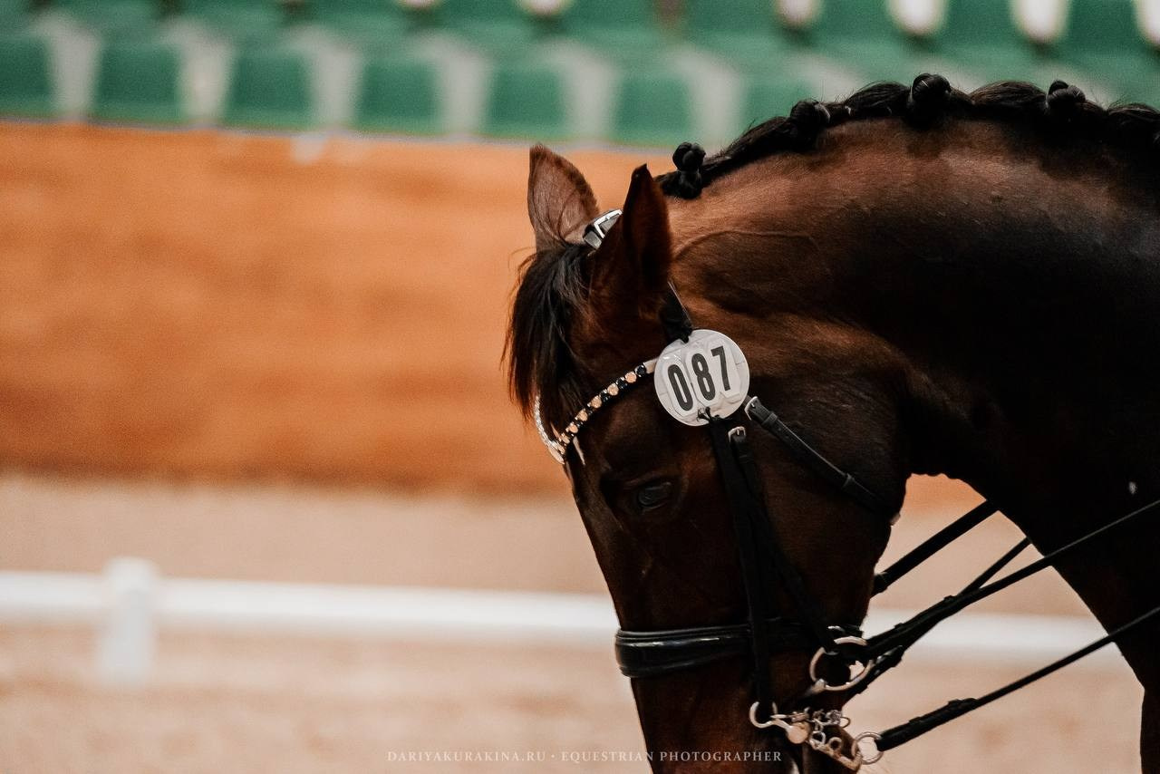 Соревнования по выездке «ФИНАЛ MAXIMA MASTERS». Куракина Дарья • Конный фотограф