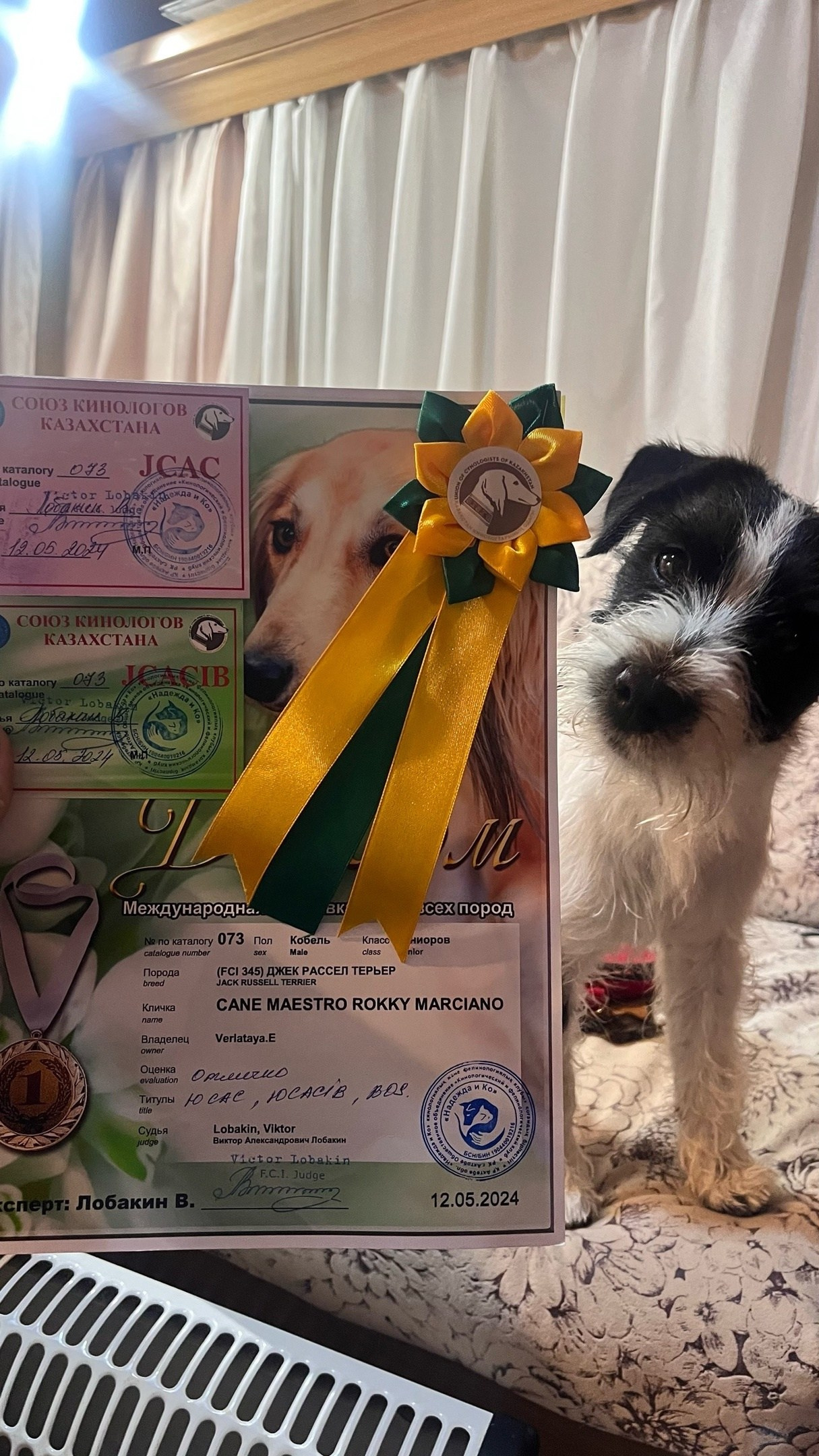 CM_РОККИ. КАНЕ МАЭСТРО — питомник Джек рассел терьеров