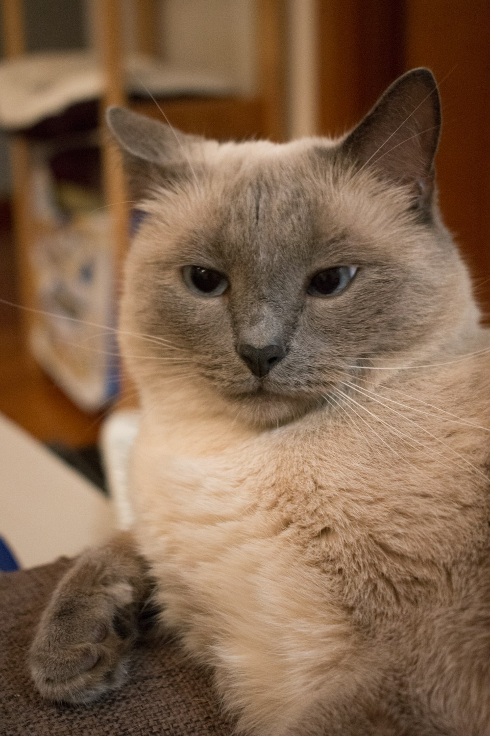 Коты. Фотограф Максим Буряк