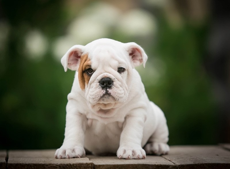 Бульдоги. Алена Кузьминская фотограф анималист Рыбинск