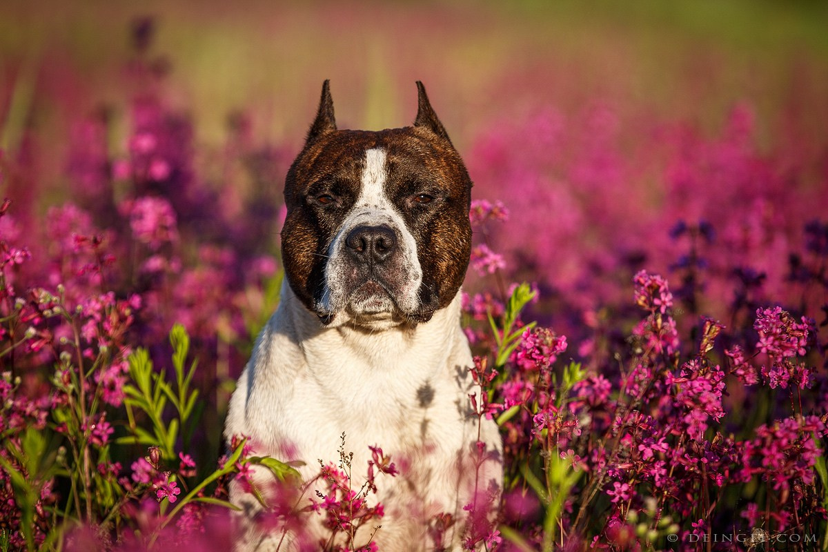 АСТ Федя, Пако и Ника. Фотограф-анималист Natalia Deingel | Фотосъемка собак в Москве