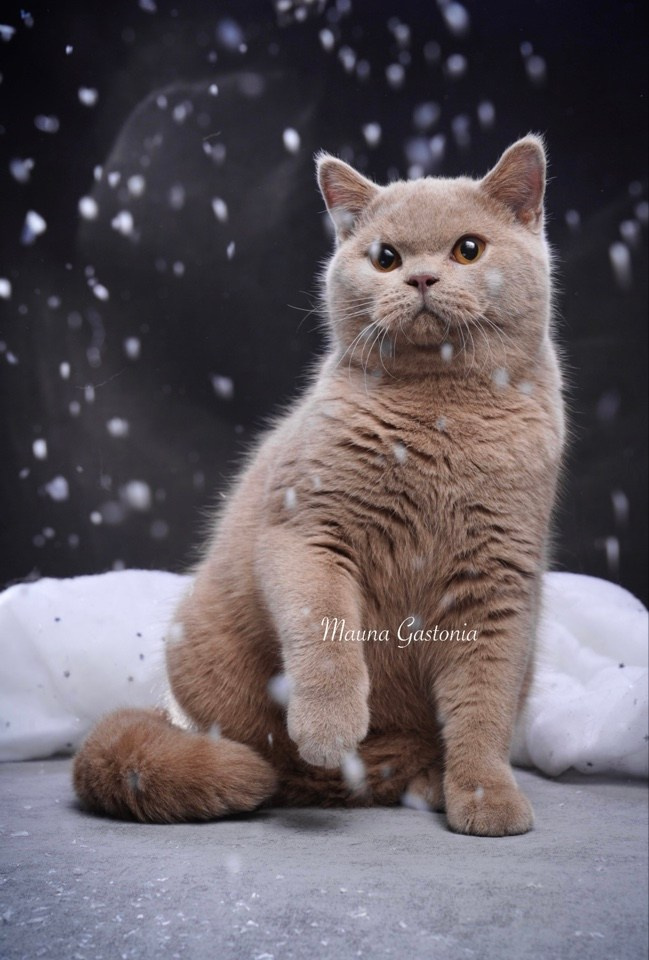 Vismut. Mauna Gastonia