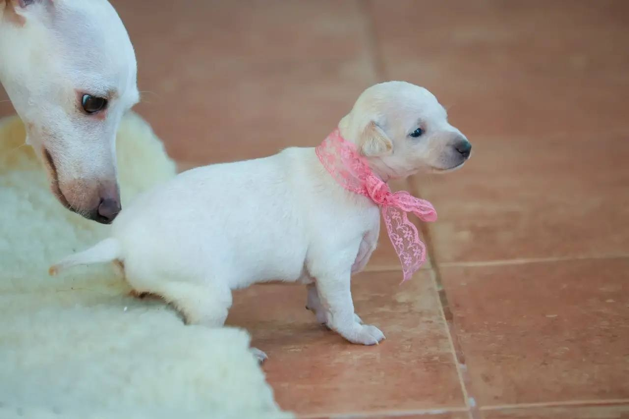 Белоснежные. Профессиональный питомник левреток РКФ/FCI ASTI SAPPHIRE 💎 Сочи|Санкт-Петербург