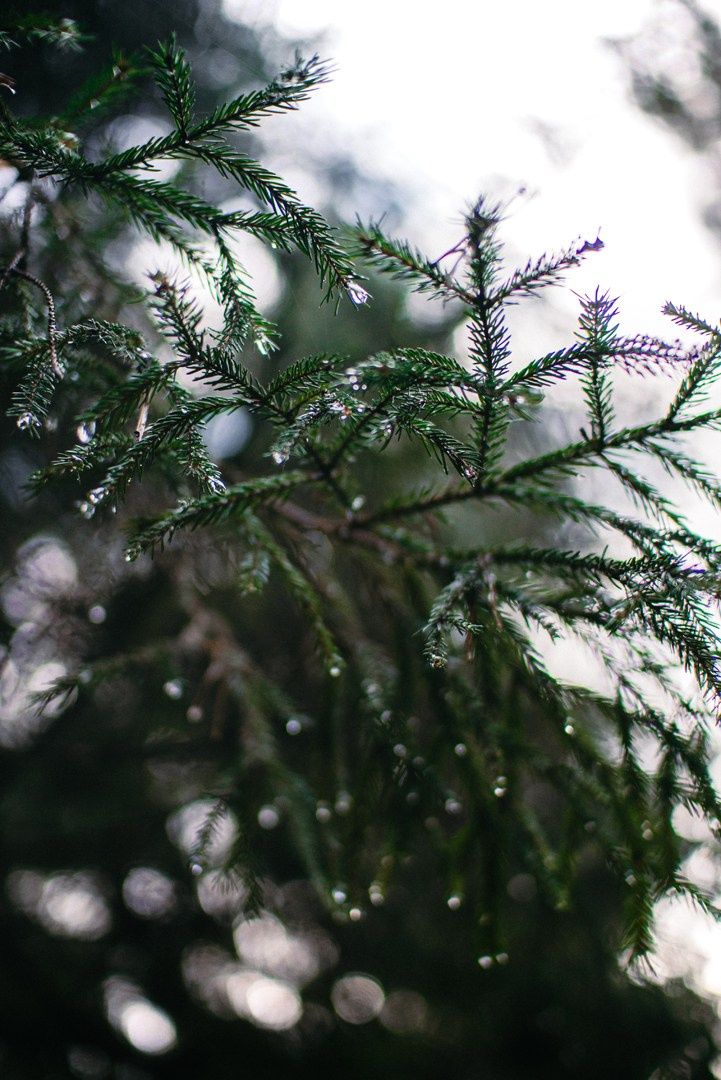 Фотосъемка джипа Range Rover в лесу. Жуков Илья  свадебный фотограф в Москве