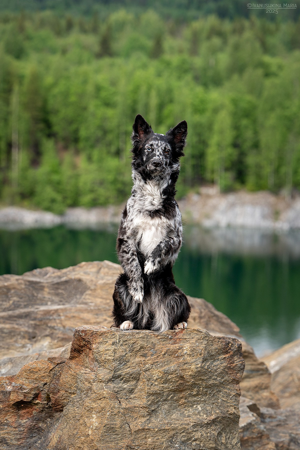 Фотограф-анималист. Фотограф собак в Москве и Московской области Иванушкина Мария