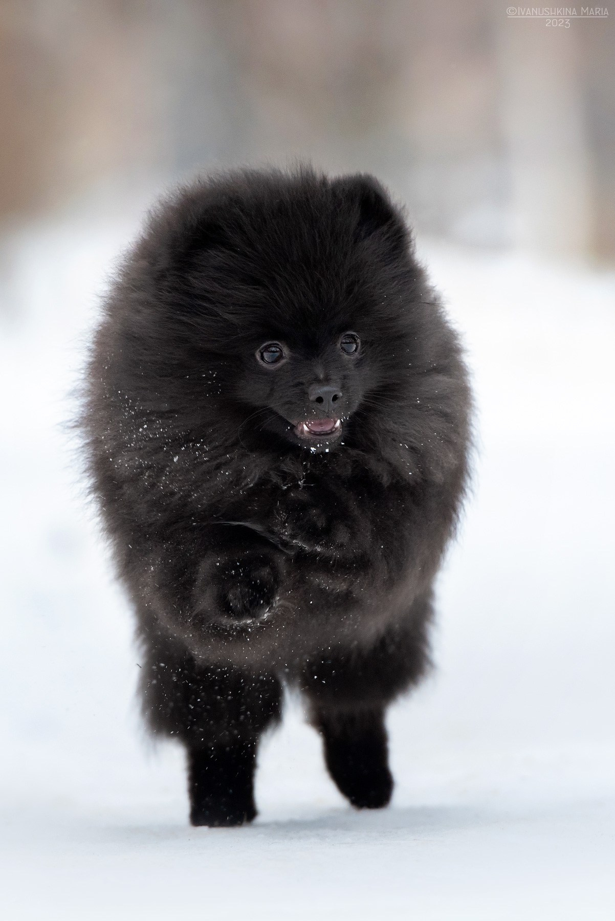 Фотосессия щенков на продажу. Фотограф собак в Москве и Московской области Иванушкина Мария