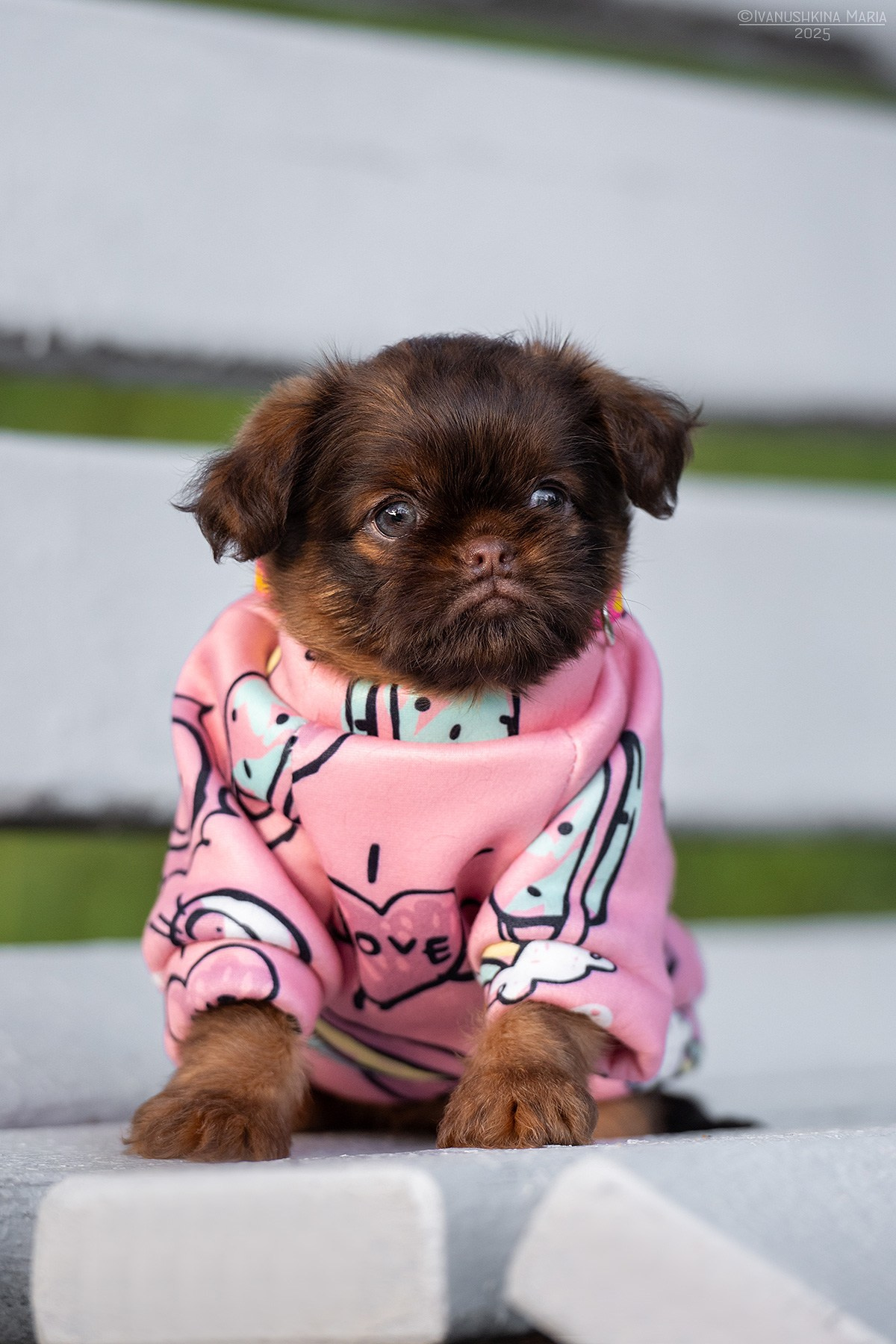 Фотосессия щенков на продажу. Фотограф собак в Москве и Московской области Иванушкина Мария