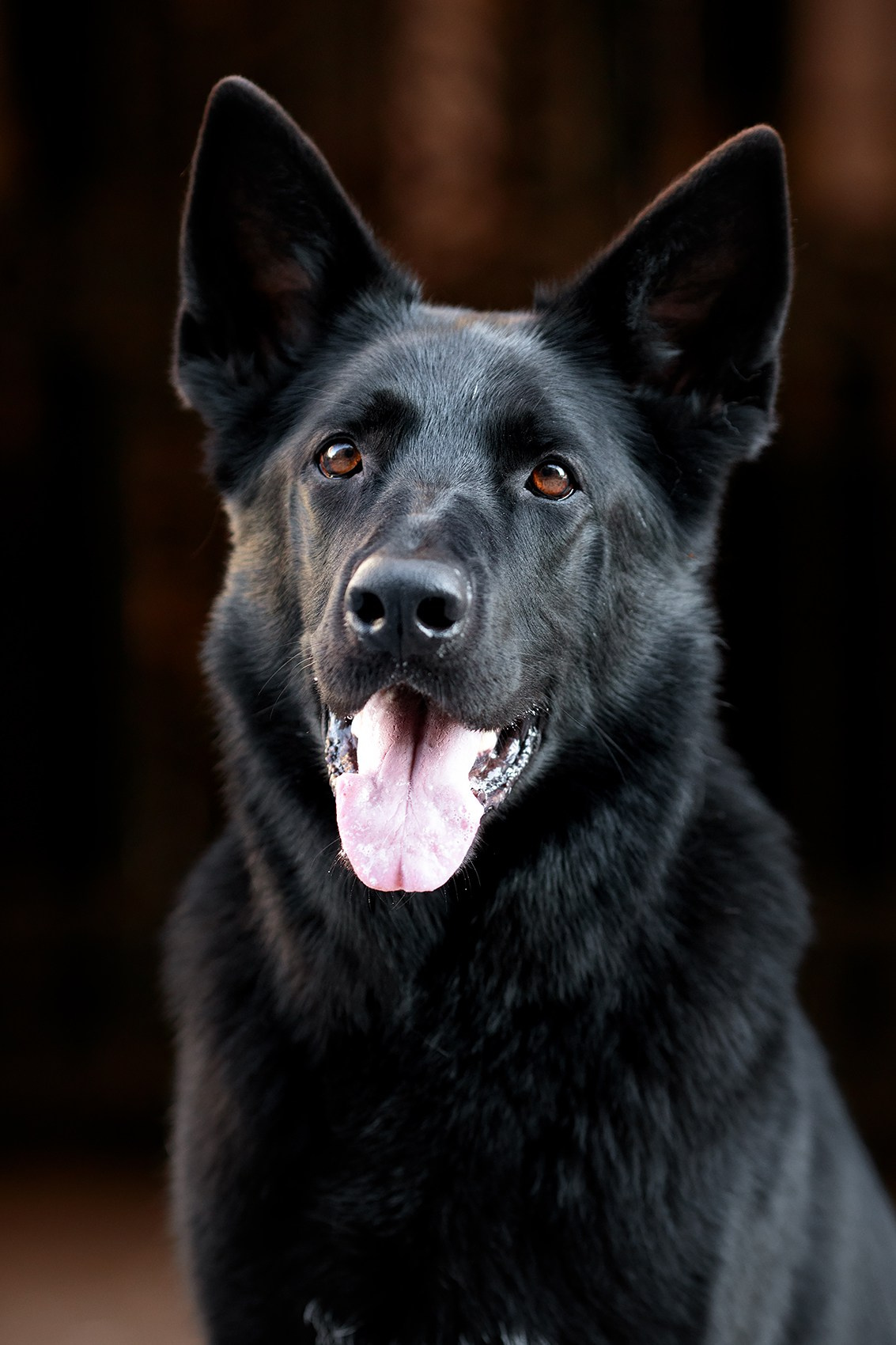 Алена, Кай и Мара. Фотограф-анималист Mary Mart — Москва, Питер