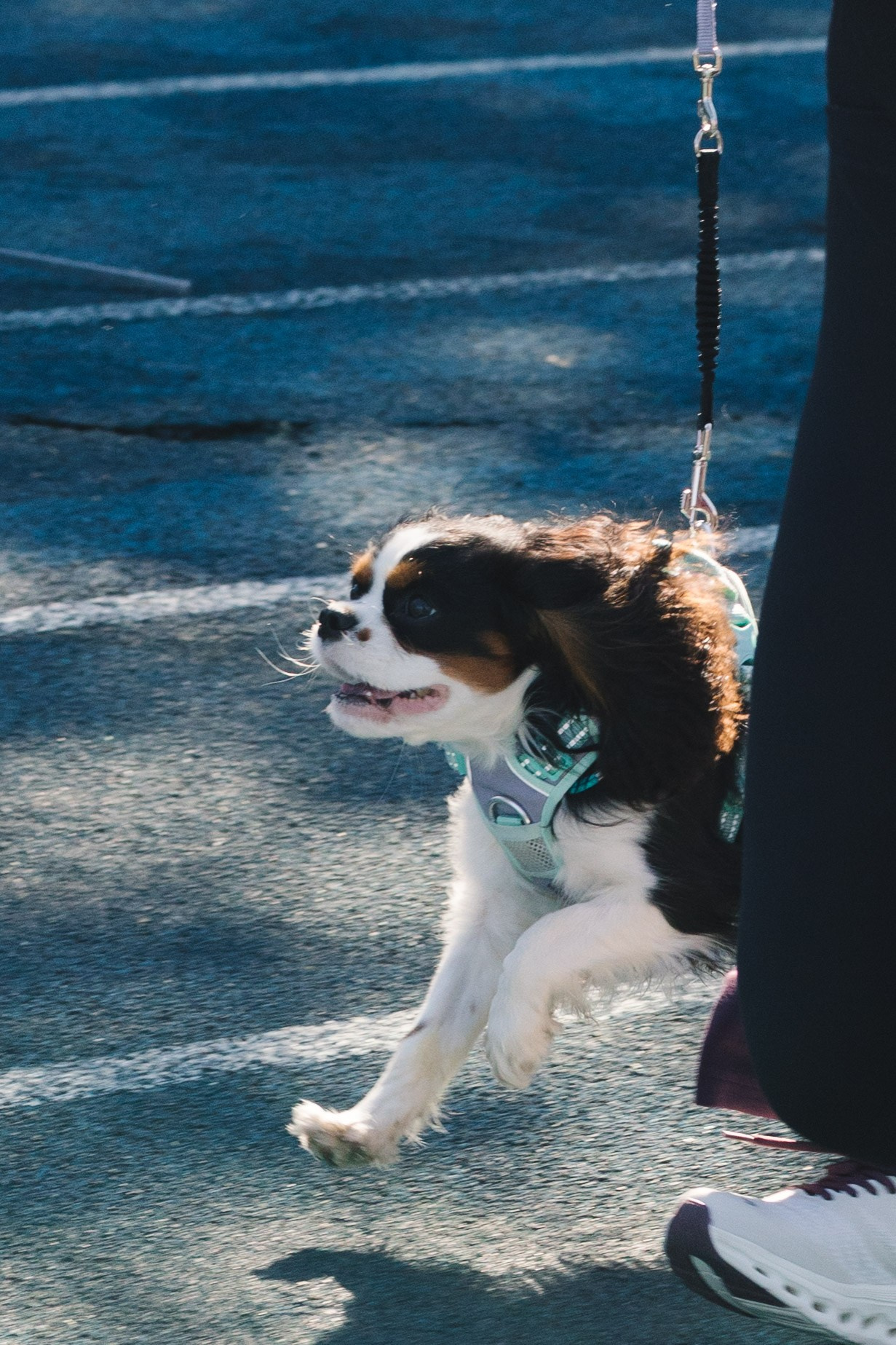 Proplan Dog Run. Коммерческий фотограф в Алматы Марина Милис. Съёмка для брендов, компаний и проектов