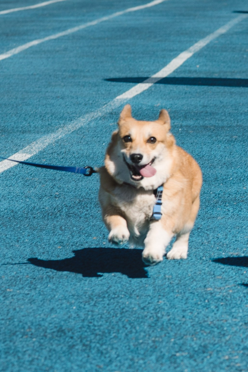 Proplan Dog Run. Коммерческий фотограф в Алматы Марина Милис. Съёмка для брендов, компаний и проектов