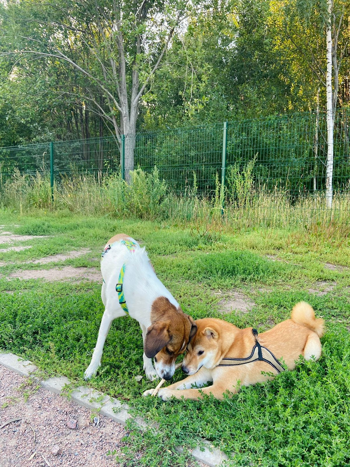 сиба питомник Рубилайт щенки на продажу rubylight  сиба щенки купить