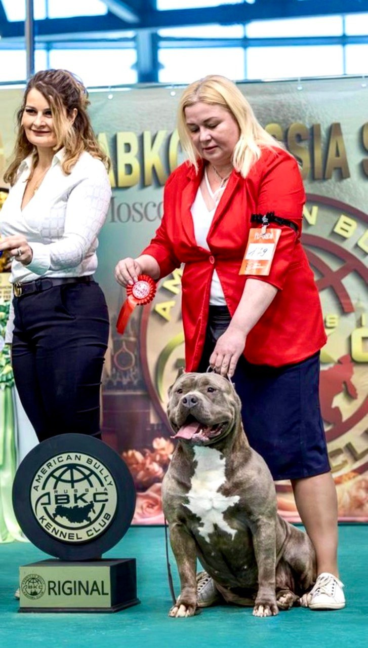 Участие в выставках. Американские булли XL в г. Калининград. Питомник Great Bully UNIVERSE