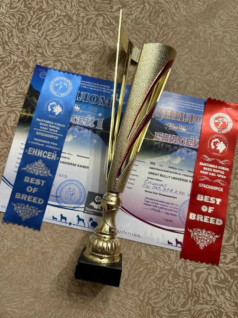 Участие в выставках. Американские булли XL в г. Калининград. Питомник Great Bully UNIVERSE