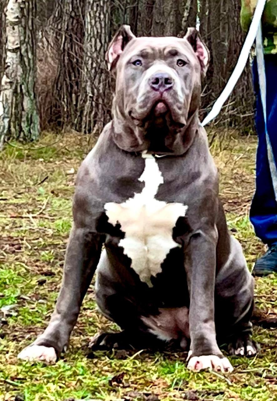 Наши собаки. Американские булли XL в г. Калининград. Питомник Great Bully UNIVERSE