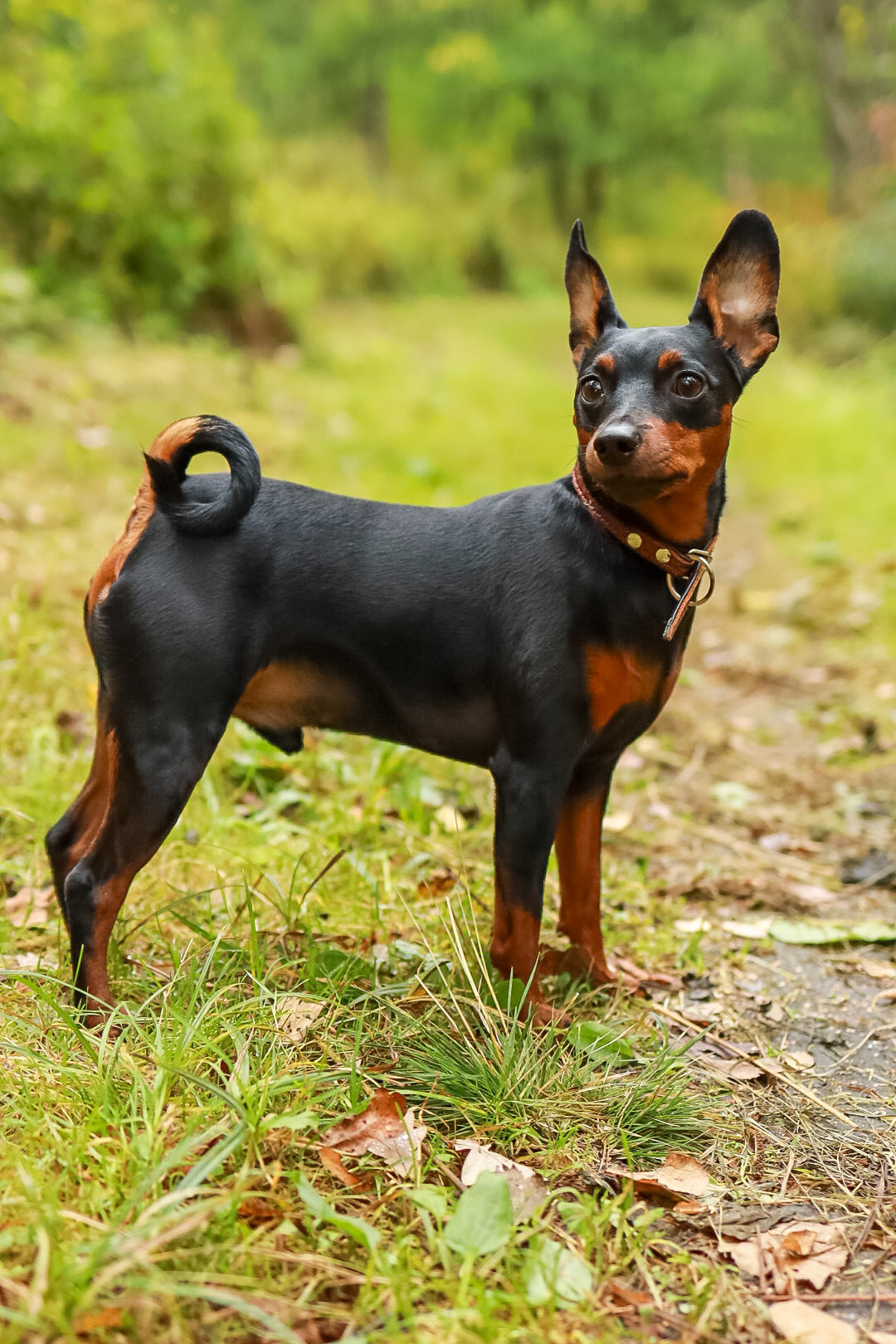 Животные. Художественная фотография