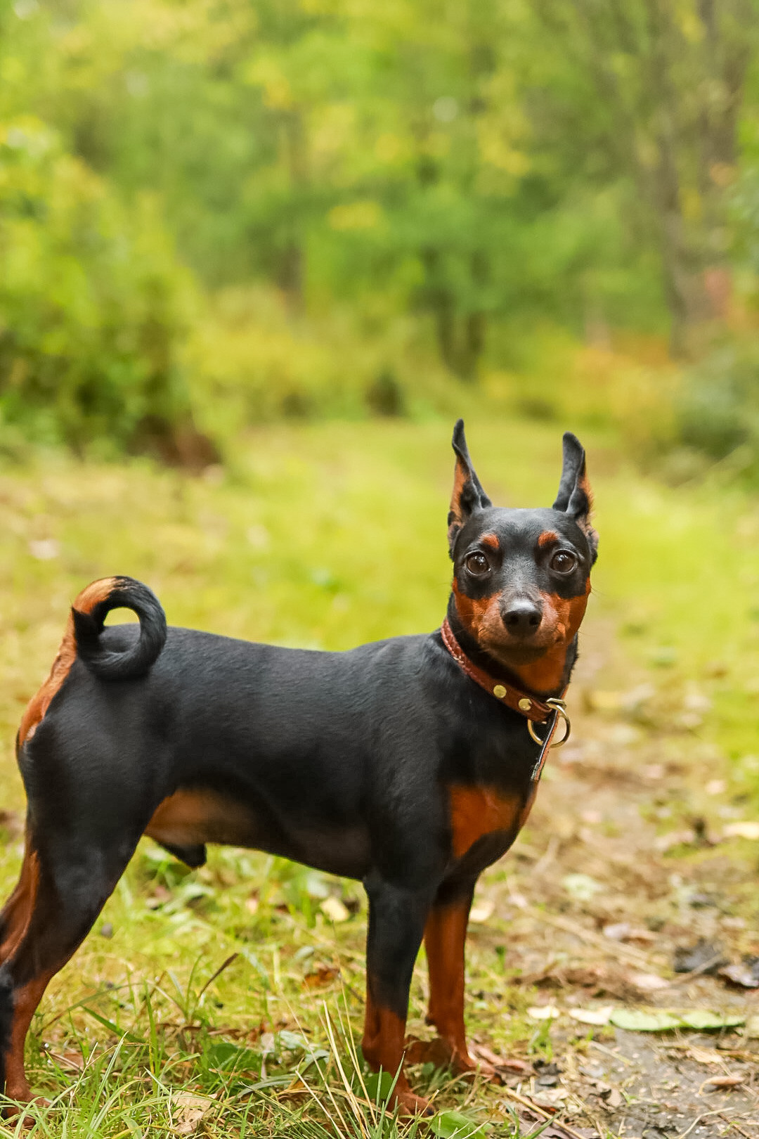 Животные. Художественная фотография