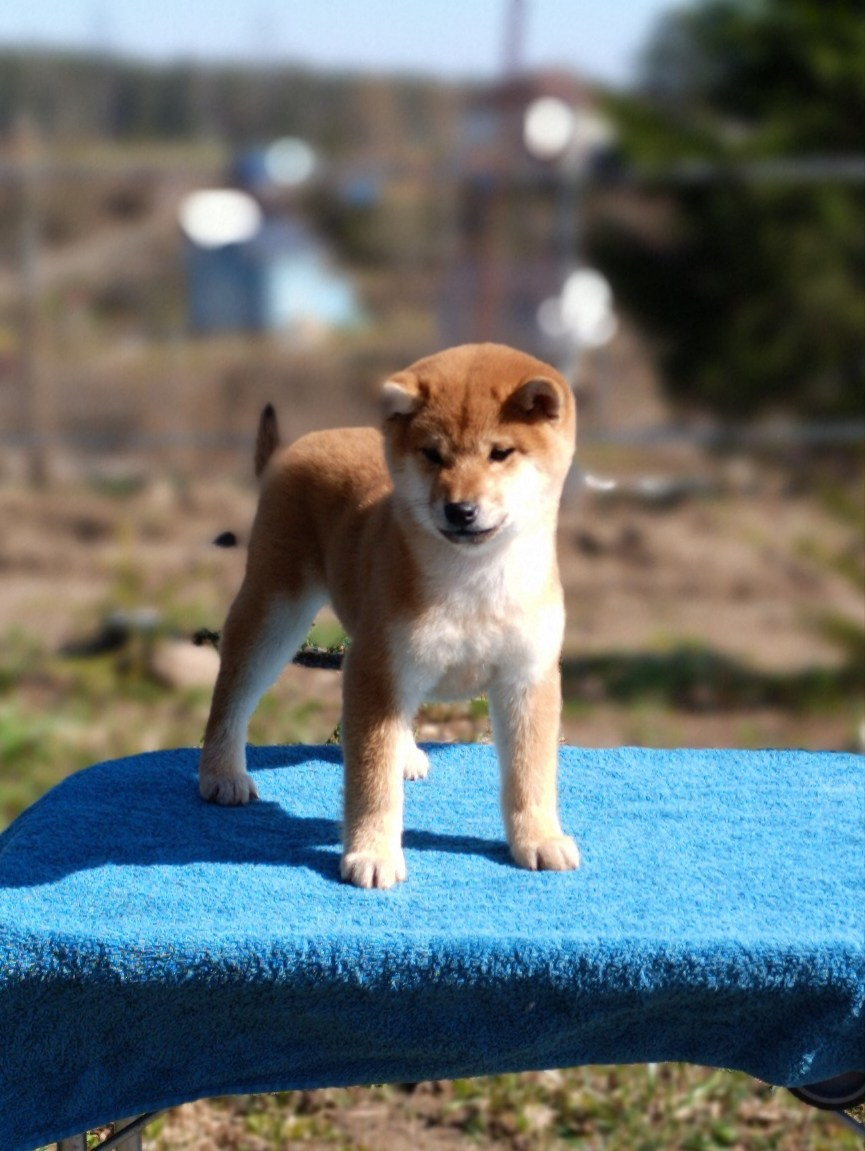 Сиба Rubylight Emma питомник Рубилайт 