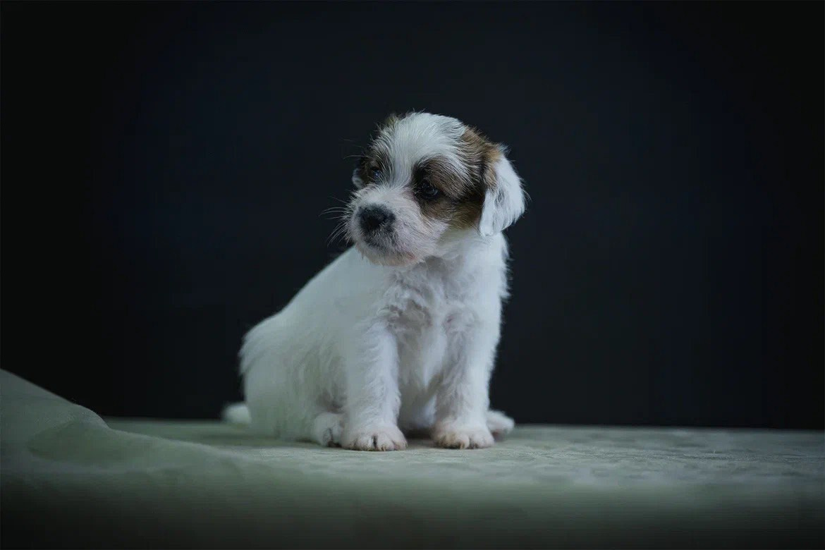 Сука 2. Lovely-Orange питомник джек рассел терьеров