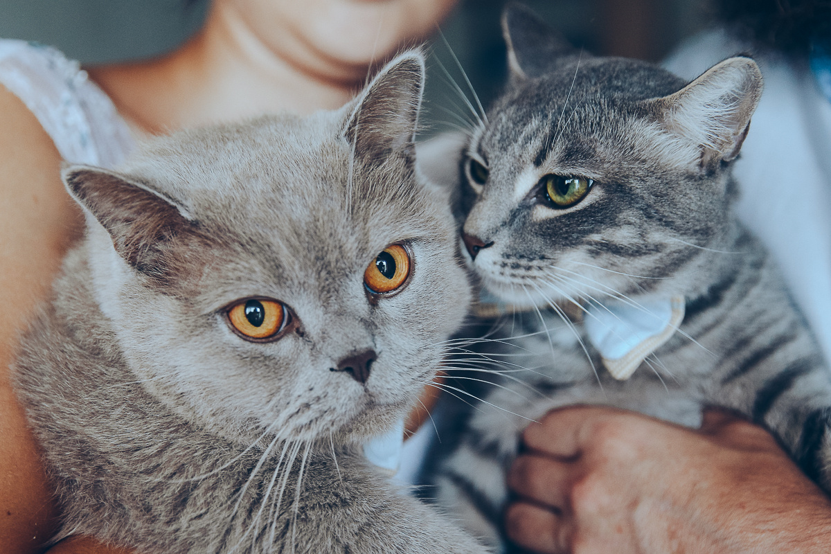 Алекс и Екатерина. Эмиль Докторян — Свадебный и семейный фотограф в Краснодаре
