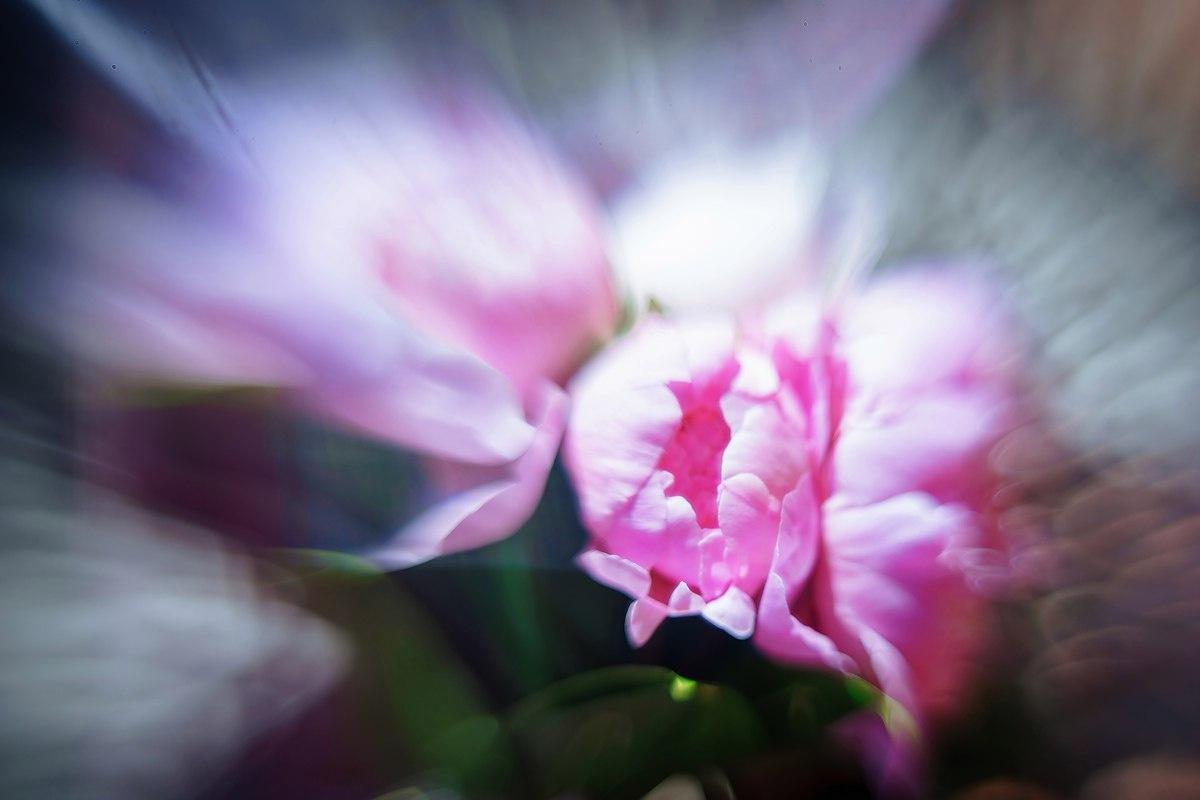 #wedding D&K. Эмиль Докторян — Свадебный и семейный фотограф в Краснодаре