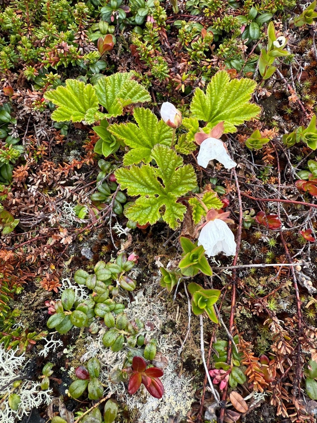 Мурманск | 20-22.06.2025. Галерея Фантим