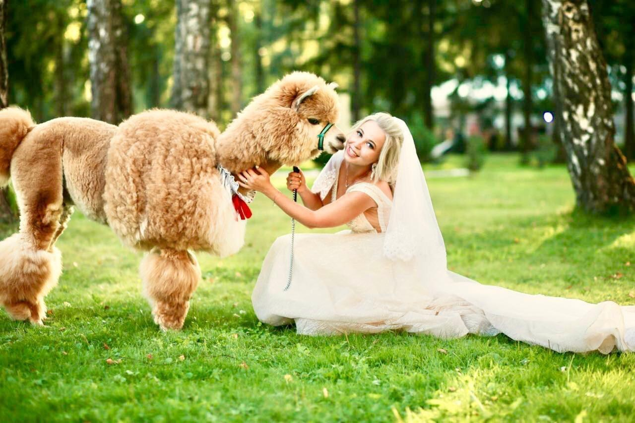 Шоу с Ламой. Подрядчики и друзья сети свадебных площадок House for wedding