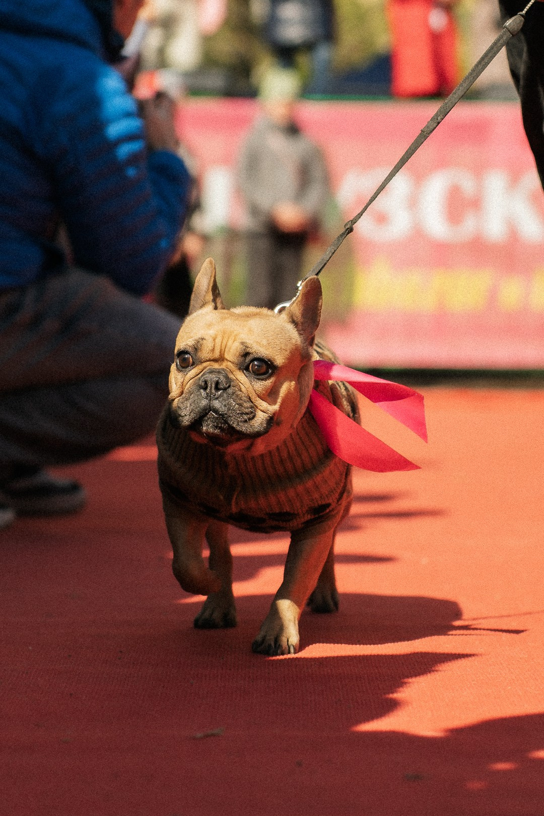 Парад Бульдогов. Axenov_eugene