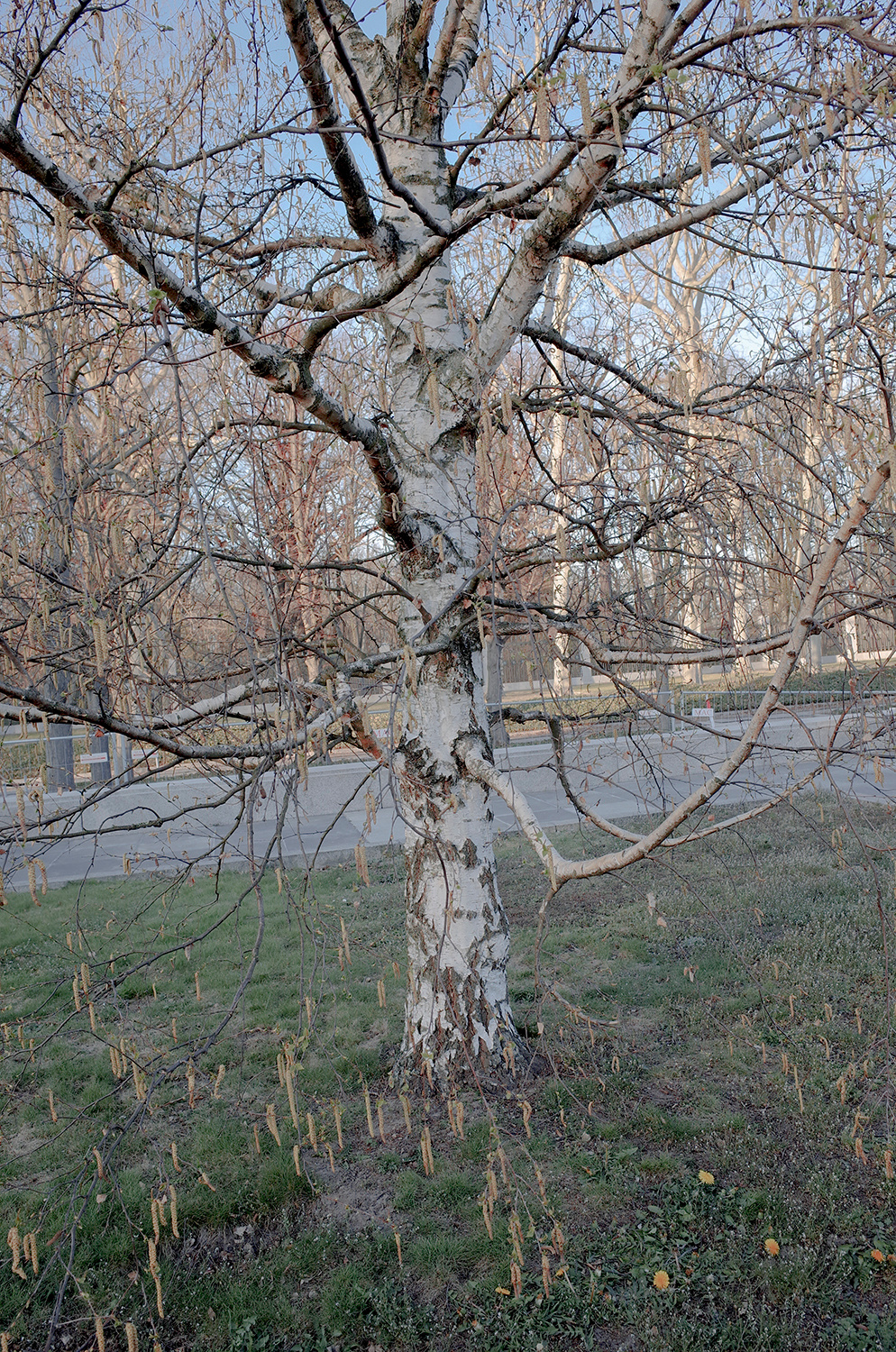 Ксения Апресян