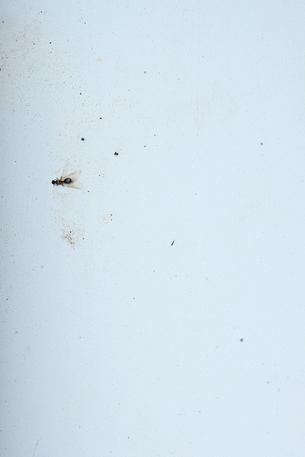 Наталья Тихомирова