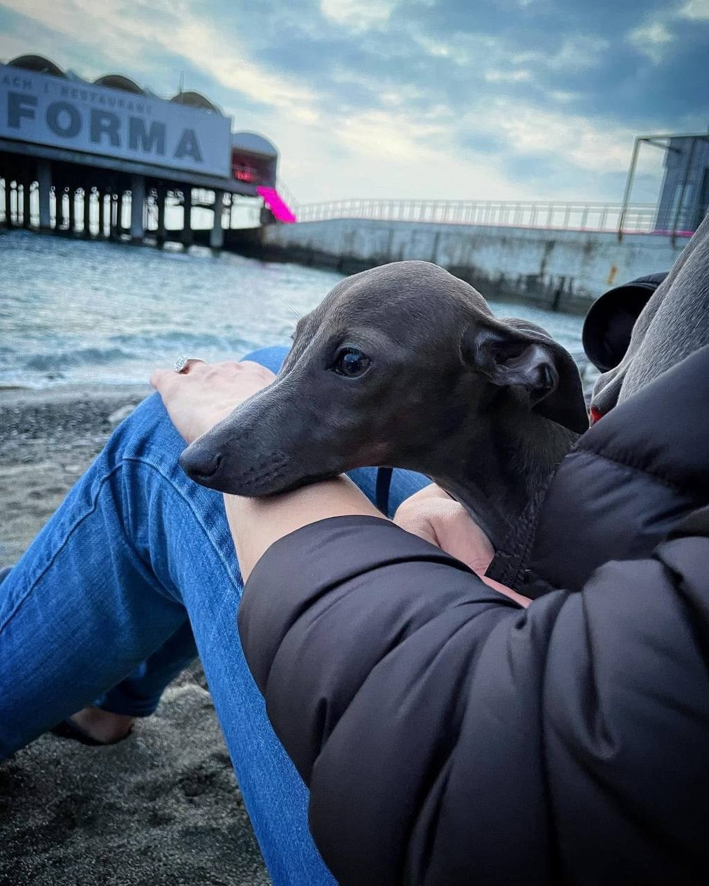 Голубые малыши. Профессиональный питомник левреток РКФ/FCI ASTI SAPPHIRE 💎 Сочи|Санкт-Петербург