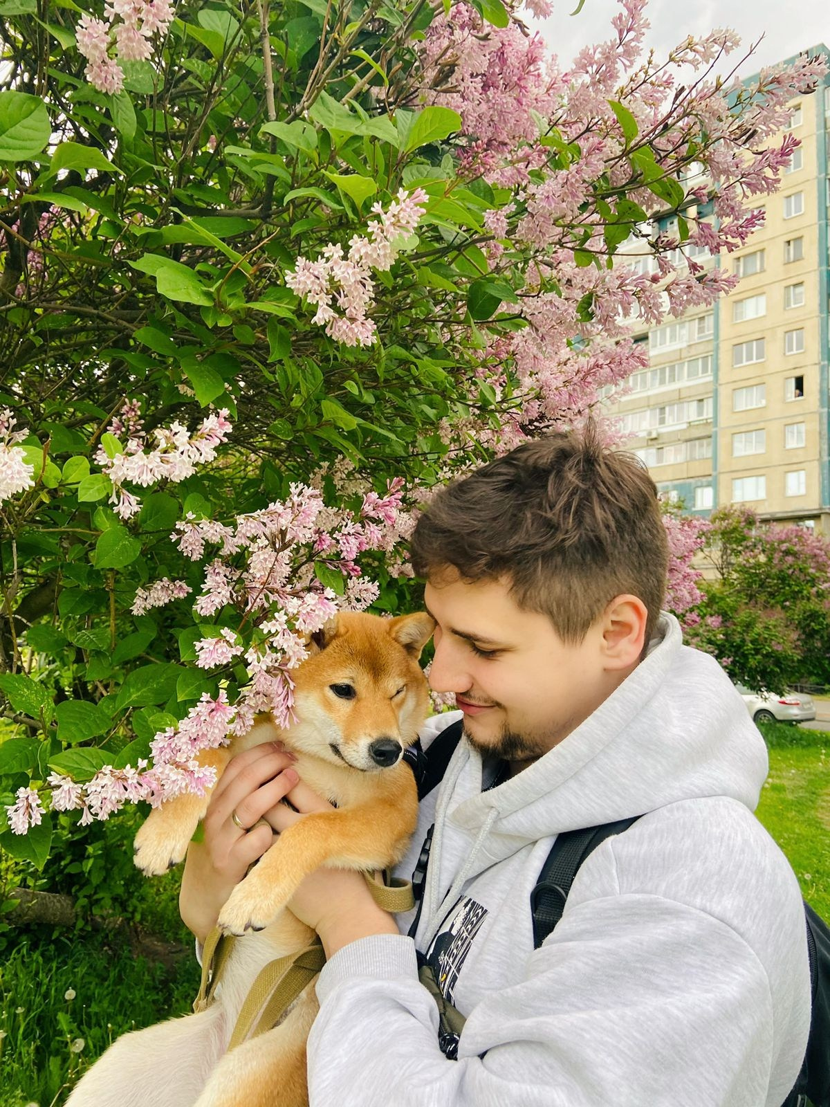 сиба питомник Рубилайт щенки на продажу rubylight  сиба щенки купить