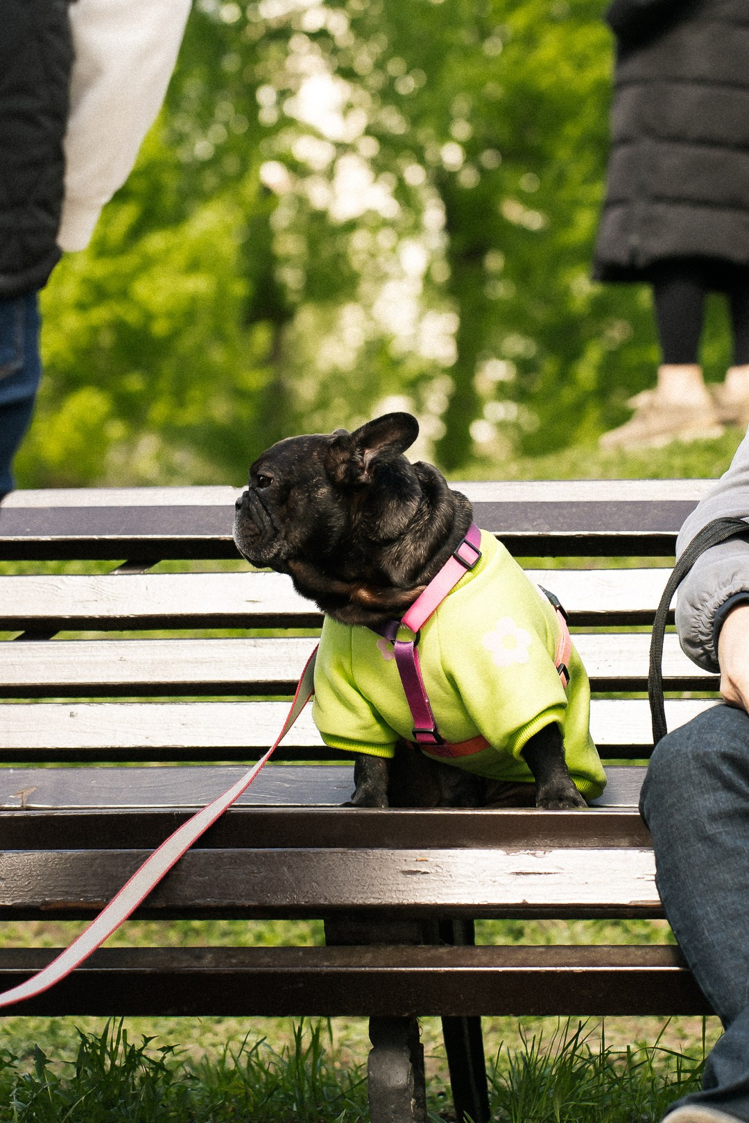 Парад Бульдогов. Axenov_eugene