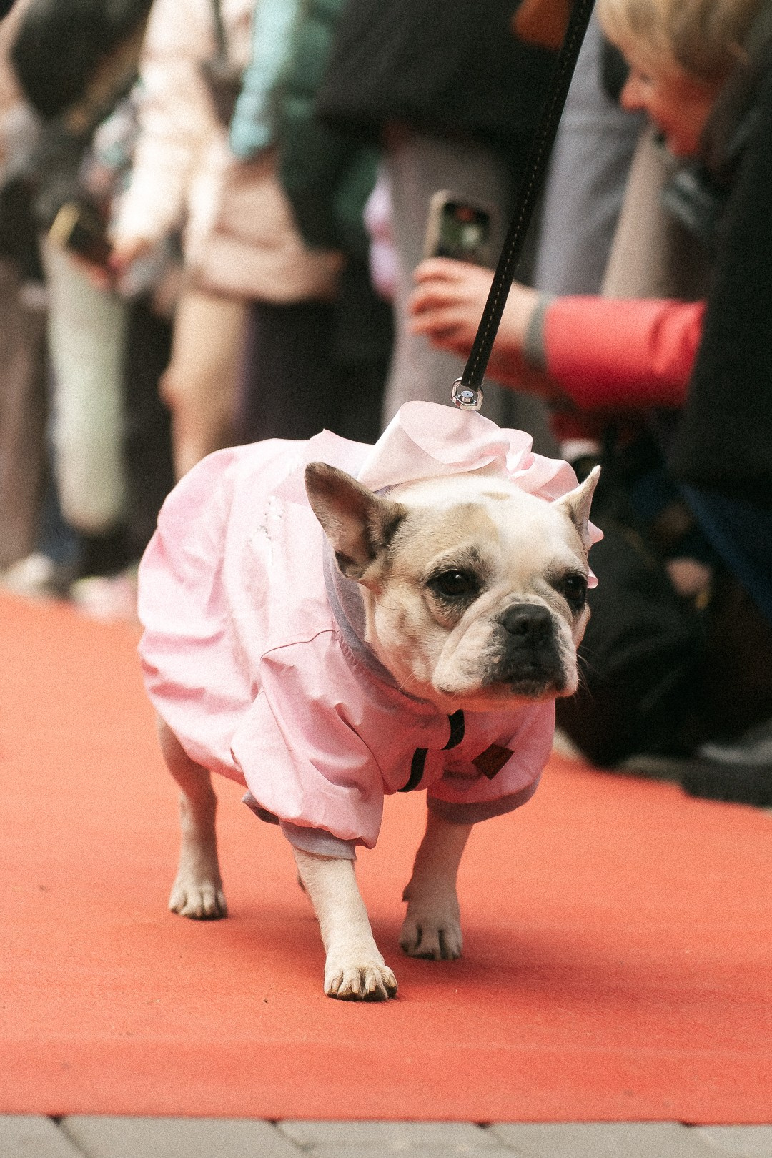 Парад Бульдогов. Axenov_eugene