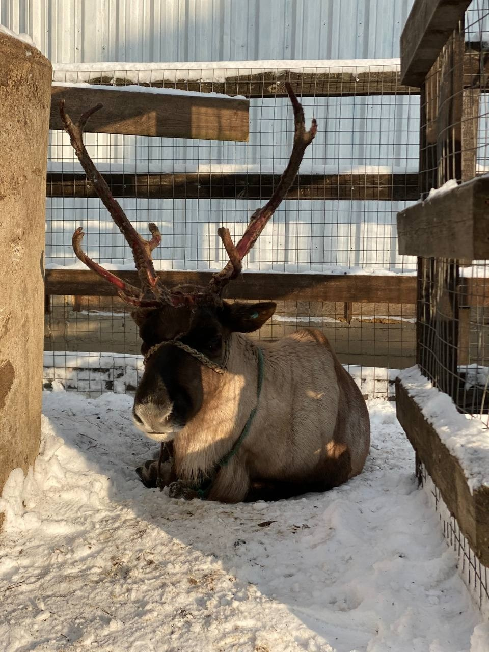 В гости к северным оленям | 02.12.2023. Галерея Фантим