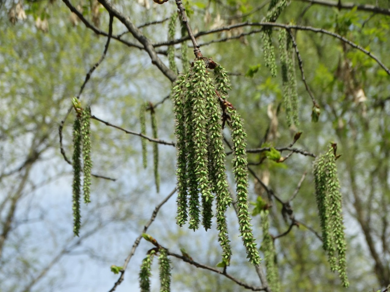 Шашлыки | 01.05.2016. Галерея Фантим