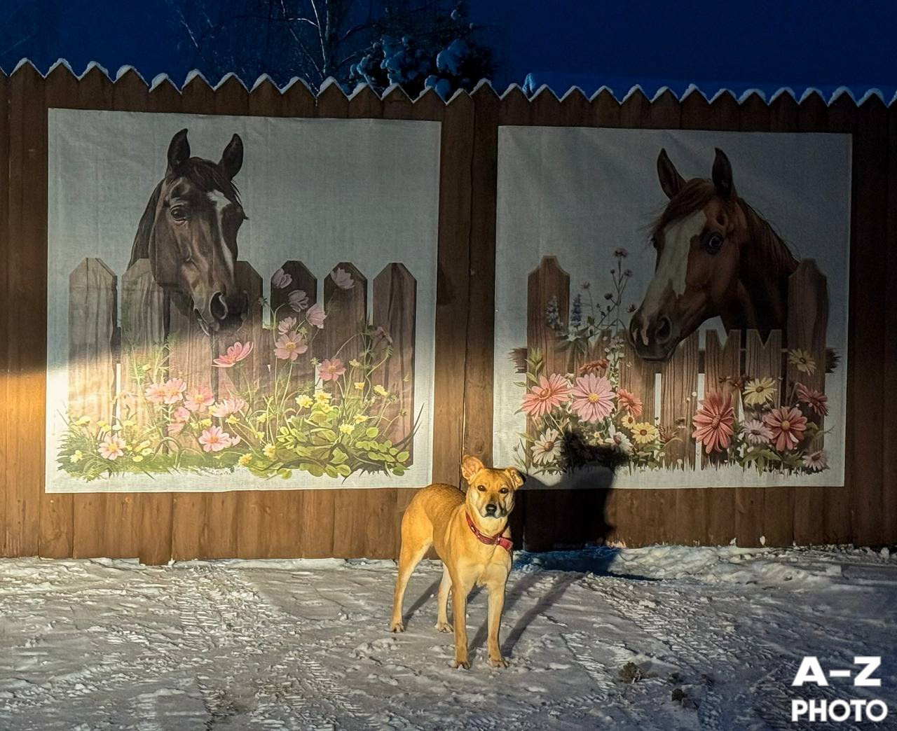 #ФОТОНЕДЕЛИ 12.01.2026. Женский семейный фотограф Тула Москва Захарова Анна