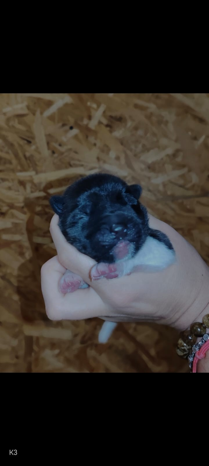 Rubylight Kiko. AMERICAN AKITA RUBYLIGHT KENNEL I SHIBA-INU