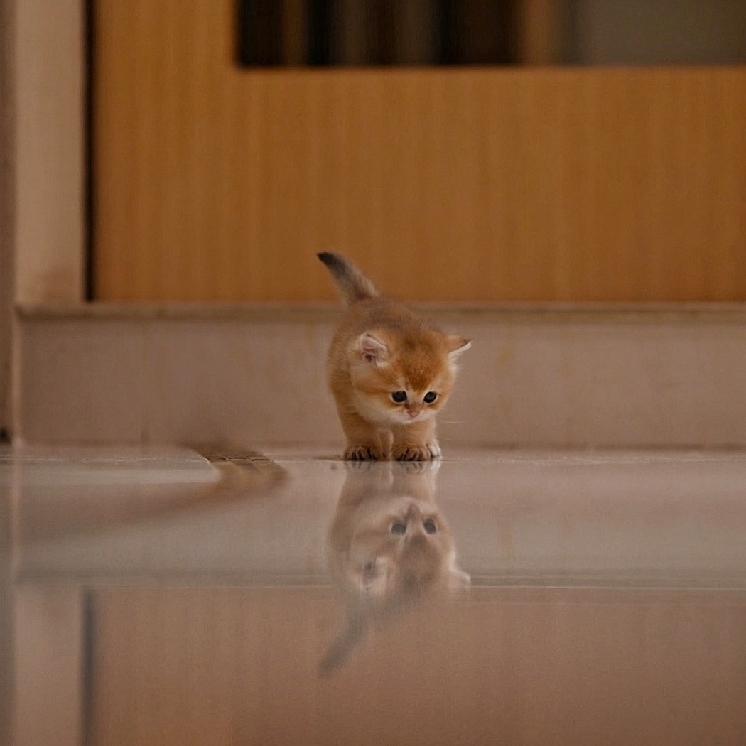 Зевс. Фотограф Ваших событий 📸