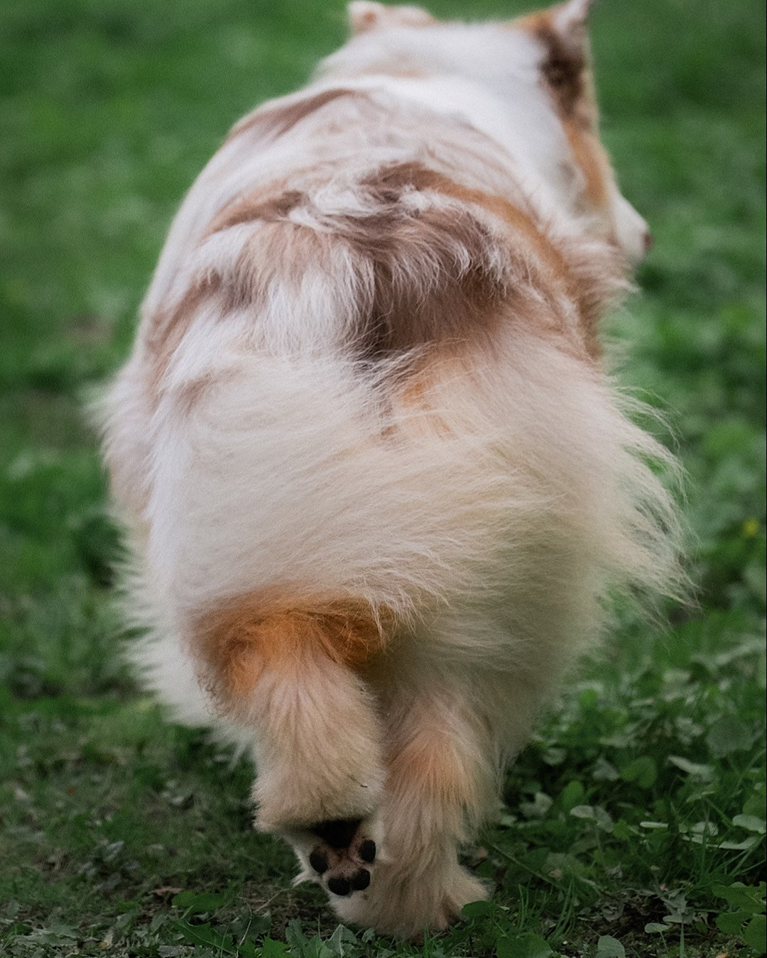 Света, Катрин, Умка. Фотограф анималист в Москве и Санкт-Петербурге Свиридова Анна