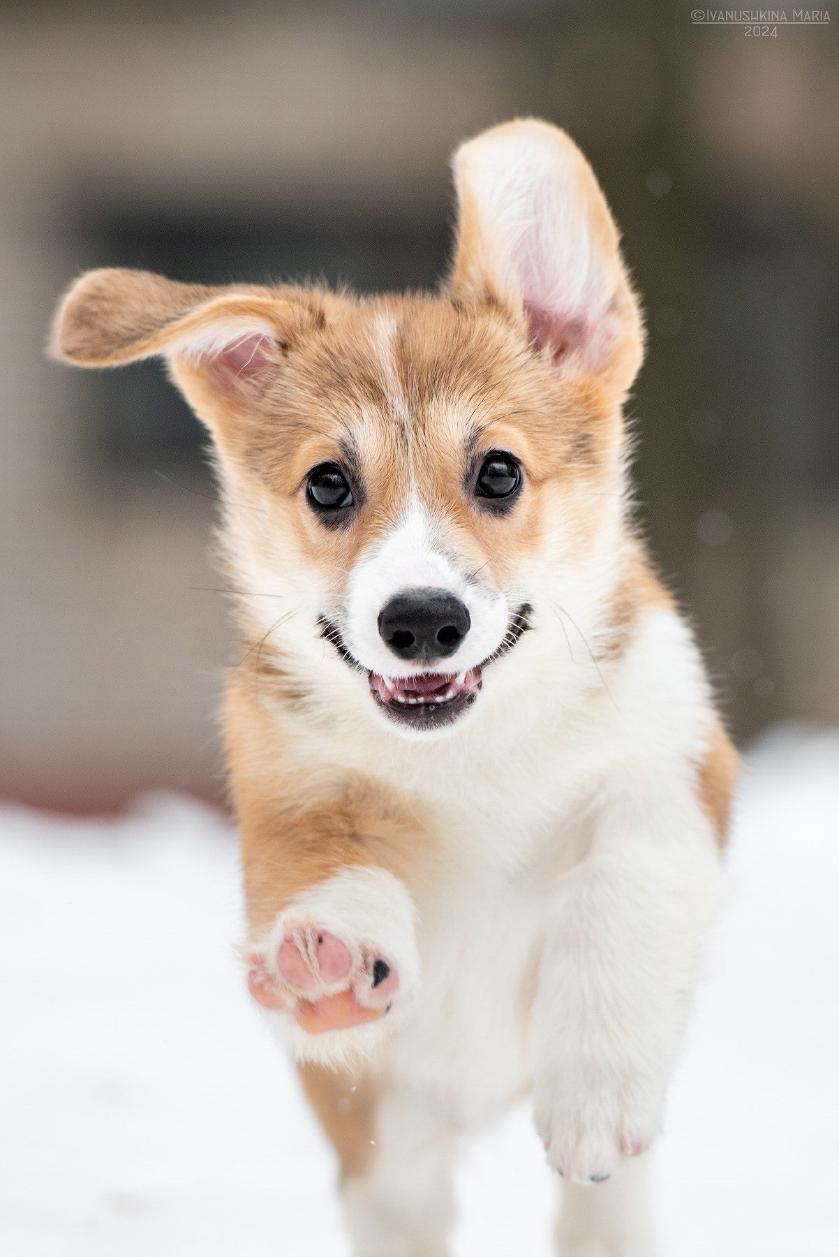 Фотосессия щенков на продажу. Фотограф собак в Москве и Московской области Иванушкина Мария