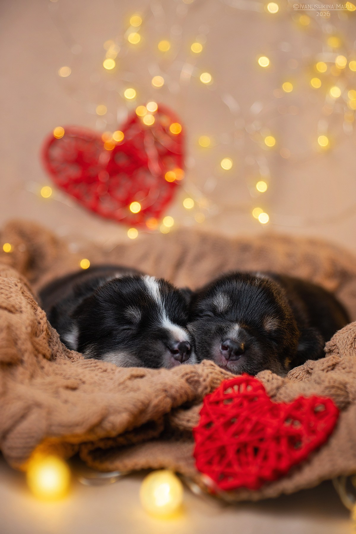 Ньюборн фотосессия щенков. Фотограф собак в Москве и Московской области Иванушкина Мария