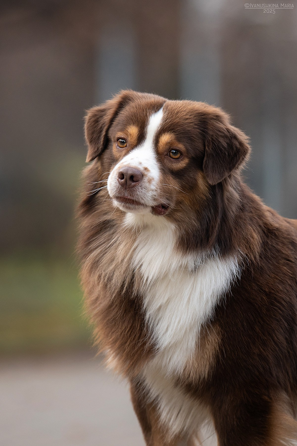 Экстерьерная фотосессия собаки. Фотограф собак в Москве и Московской области Иванушкина Мария
