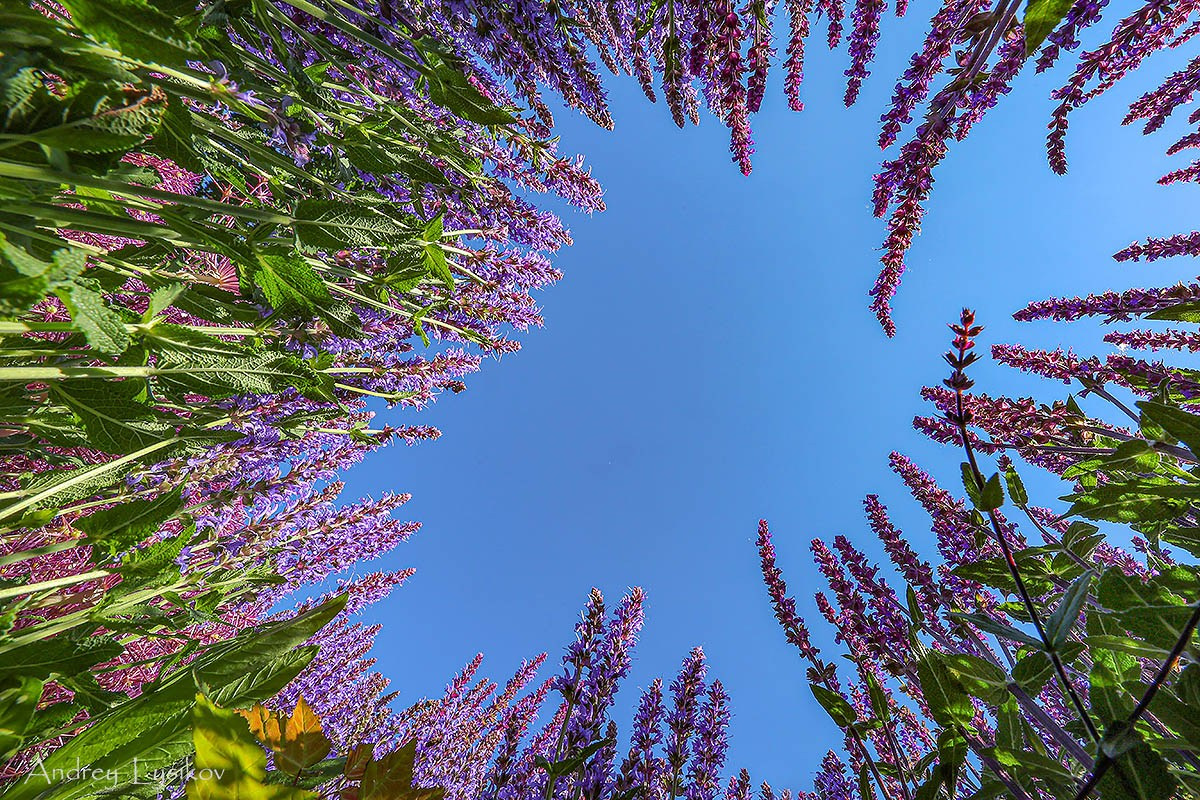Цветы. Ландшафтный фотограф Андрей Лысиков, Москва