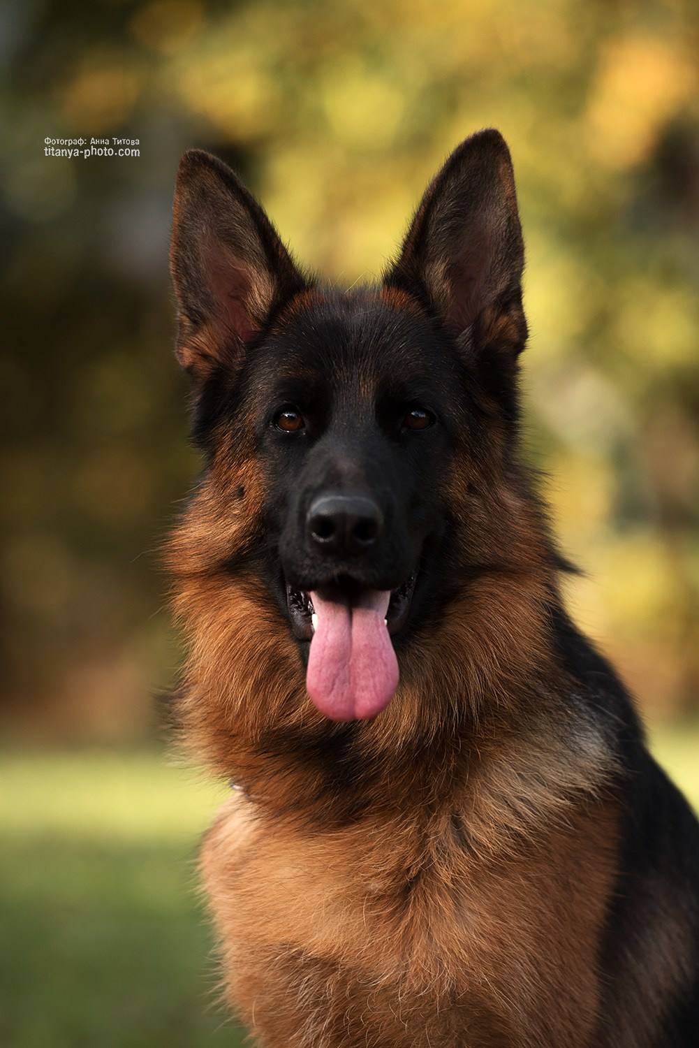 Экстерьерная фотосъёмка немецких овчарок. Фотограф собак, фотограф-анималист Аня Титова (Titanya). Москва